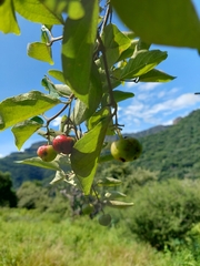 Celtis pallida