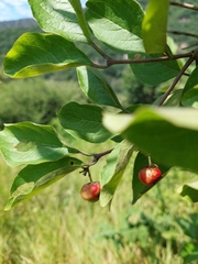 Celtis pallida