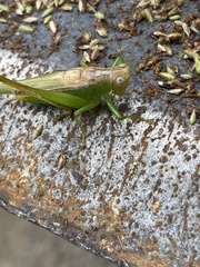 Conocephalus fasciatus