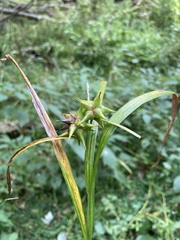 Carex grayi