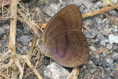 Faunis canens arcesilas