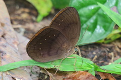 Faunis canens arcesilas