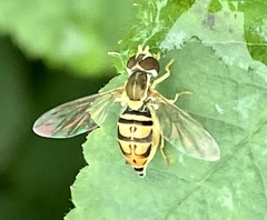 Toxomerus marginatus