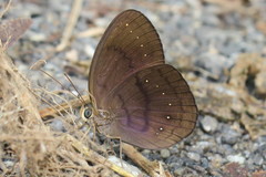 Faunis canens arcesilas