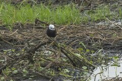 Arundinicola leucocephala