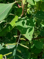 Iguanidae