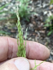 Chasmanthium sessiliflorum