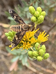 Poecilanthrax arethusa