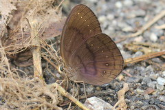 Faunis canens arcesilas