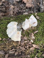 Fuscopostia fragilis