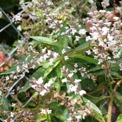 Aloysia citrodora