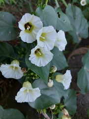 Ipomoea corymbosa