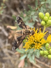 Poecilanthrax arethusa