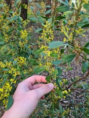 Acacia myrtifolia