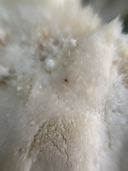 Fuscopostia fragilis