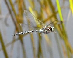 Aeshna tuberculifera