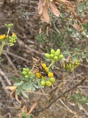 Poecilanthrax arethusa