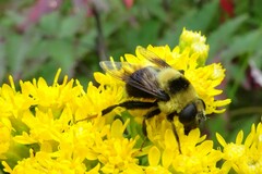 Eristalis flavipes
