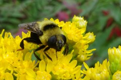 Eristalis flavipes