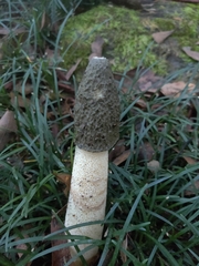 Phallus ravenelii