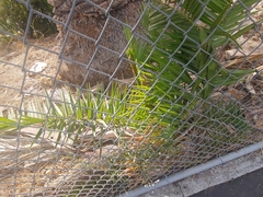 Phoenix canariensis