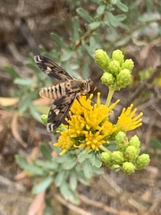 Poecilanthrax arethusa