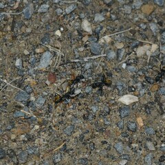 Camponotus aeneopilosus