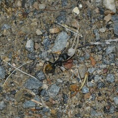 Camponotus aeneopilosus