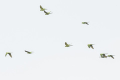 Psittacara leucophthalmus