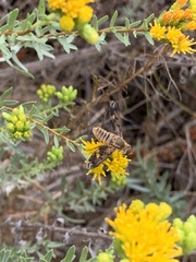 Poecilanthrax arethusa