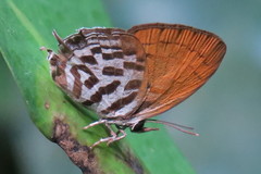 Drupadia ravindra moorei