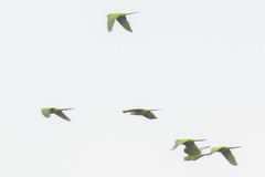 Psittacara leucophthalmus