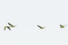 Psittacara leucophthalmus