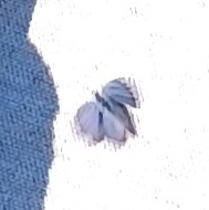 Celastrina neglecta