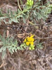 Poecilanthrax arethusa