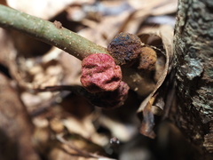 Disholcaspis globosa