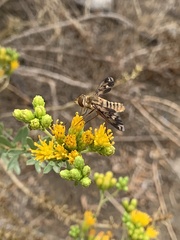 Poecilanthrax arethusa
