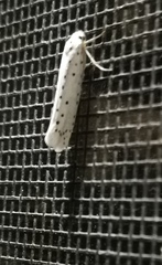 Yponomeuta cagnagella