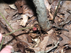 Disholcaspis globosa