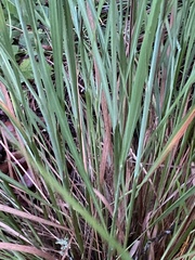 Sorghastrum secundum