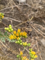 Poecilanthrax arethusa