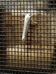 Yponomeuta cagnagella