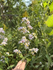 Symphyotrichum drummondii