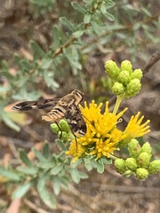 Poecilanthrax arethusa