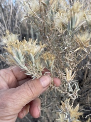Tetradymia canescens