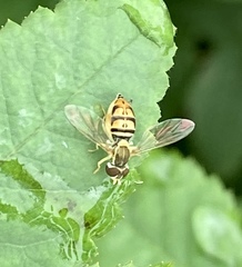 Toxomerus marginatus