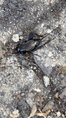 Gryllus pennsylvanicus