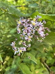 Symphyotrichum drummondii