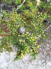 Cupressus