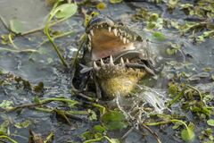 Caiman yacare